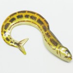   Orka  2112-SI-10 Y08